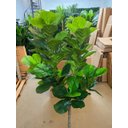 Ver imagem 4 de Planta Artificial Ficus Lyrata Planta Real Toque 1.80m, Planta Decorativa para Casa e Eventos.
