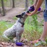 Bebedouro Comedouro Agua Raçao Copo 2 em 1 Animais Cachorro Cao Gato Animais Dog Viagem Passeio - 5
