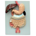 Ver imagem 4 de Sistema Digestório em 3 Partes Modelo Anatomia