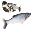 Ver imagem 2 de Brinquedo para Gatos 30cm Snel Pets Animal: Peixe Azul