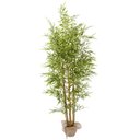 Ver imagem 1 de Planta Bamboo da Sorte Luxo 7 Galhos Real Folhas Verde 180cm