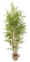 Ver imagem 1 de Planta Bamboo da Sorte Luxo 7 Galhos Real Folhas Verde 180cm