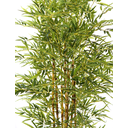 Ver imagem 2 de Planta Bamboo da Sorte Luxo 7 Galhos Real Folhas Verde 180cm