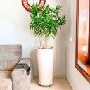 Ver imagem 1 de Vaso para Plantas Redondo Grande Polietileno 73x40cm Bege