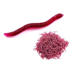 Kit 50 Minhocas Artificiais 4cm Tilápia Pacu Bagre Carpa - 1
