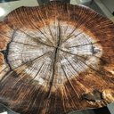 Ver imagem 4 de Kit de Jogo Americano Tronco de Arvore 35cm X 45cm 12 Uni.