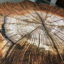 Ver imagem 2 de Kit de Jogo Americano Tronco de Arvore 35cm X 45cm 12 Uni.