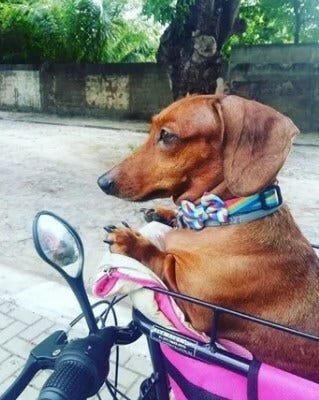 Cadeirinha Cestinha Bike Dog Bicicleta Altmayer Al59be - Fúcsia - G - 3