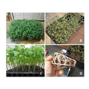 Ver imagem 3 de Kit 10 Bandeja Sementeira Para Produção De Mudas 32 Células