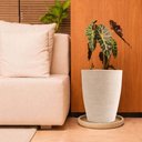 Ver imagem 4 de Kit 4 Pratos Grandes para Vaso de Flor Folhagem Jardim Polietileno Tramontina Areia