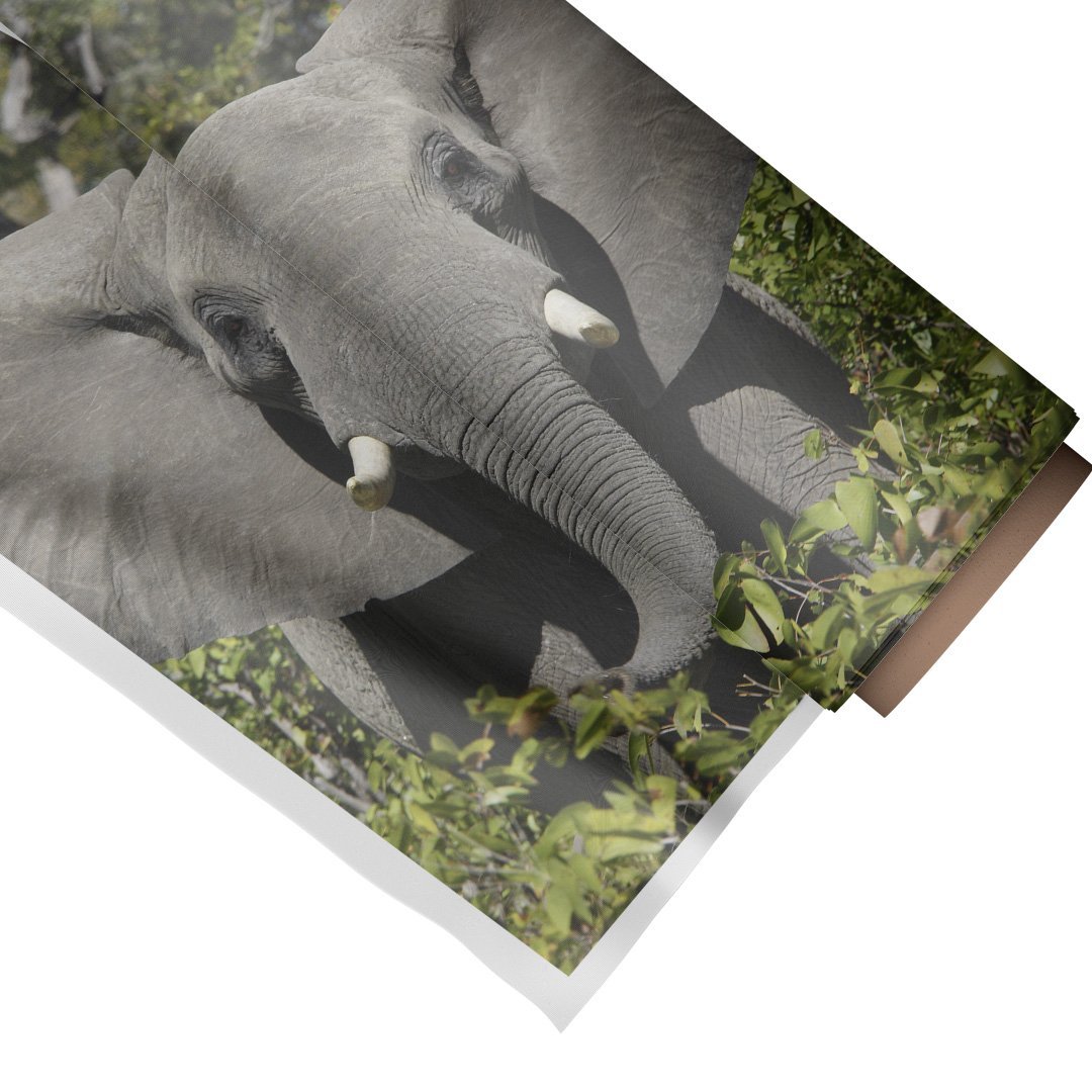 Quadro Decorativo Elefante 2:Médio 53x44cm/Somente Tela - 1