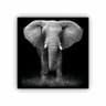 Quadro Elefante Savana Quadrado - Tela Única - 90 x 90 cm - Branca - 1
