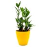 Cachepot com Planta Zamioculca (Planta da Fortuna) Relaxar e Meditar Zamioculcas Zamiifolia Amarelo - 2