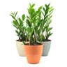 Cachepot com Planta Zamioculca (Planta da Fortuna) Relaxar e Meditar Zamioculcas Zamiifolia Amarelo - 1