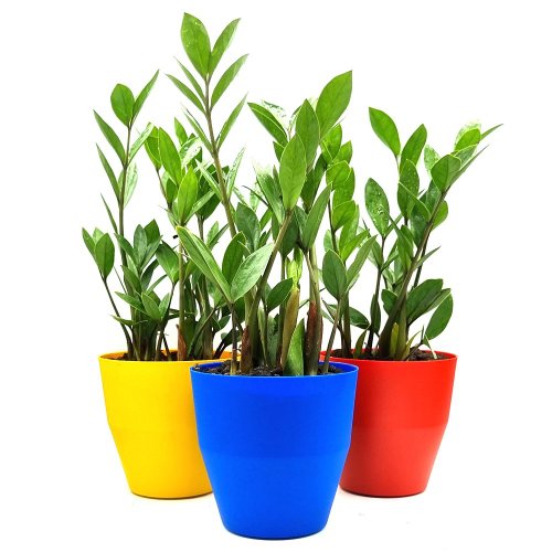 Plantas Para A Casa: Veja Sugestões - Blog Do Pão