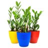 Cachepot com Planta Zamioculca (Planta da Fortuna) Relaxar e Meditar Zamioculcas Zamiifolia Amarelo - 3