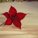 Ver imagem 1 de Flor Natalina Poinsetia Vermelha com Textura 25cm | Formosinha