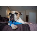 Ver imagem 2 de Brinquedo Pet para cães Loofa Dog com 18 cm Roxa