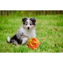 Ver imagem 3 de Brinquedo Pet Ruff Enuff Bola Estrela para cães ativos Roxo e Rosa