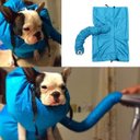 Ver imagem 4 de Capa Secadora Cachorro Caes Vento Quente Tosa Banho Secador Pet Seco - M