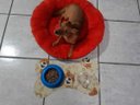 Ver imagem 5 de Caminha de Cachorro em Pelúcia Pet 55x55x8 Cms Tam M