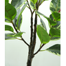 Árvore Planta Verde Figueira Indiana 125cm - 2