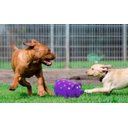 Ver imagem 3 de Brinquedo Pet Globlet Pig para cães Roxa