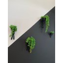 Ver imagem 6 de 3 Vasos Robert Plant Suculentas Alpinista/Aventureiros.