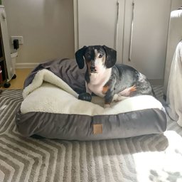 Cama Envelope Pet com Coberta Cinza - Gg - 1