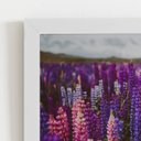 Ver imagem 2 de Quadro Plantação Roxa Tremoço Flor Moldura Branca 60x40cm