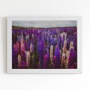 Ver imagem 1 de Quadro Plantação Roxa Tremoço Flor Moldura Branca 60x40cm