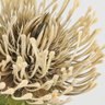 Haste De Protea Branca 75x13cm Flor Planta Artificial - 4