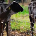 Ver imagem 2 de Tela Soldada Alambrado 1,2m Altura x 25m Comprimento Morlan