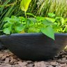 Vaso Bacia para Plantas em Polietileno 49x15cm Preto - 1