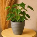 Ver imagem 5 de Kit 6 Vasos Cachepot para Flores Plantas 15x7cm Lyor Névoa Cinza Plástico Decoração Jardim Sala