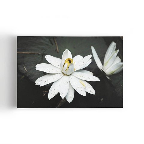 Quadro Nenúfar Branco Lírio Lótus Flores Canvas 100x70cm