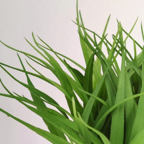 Capim Verde Com Vaso 20x19cm Folhagem Planta Artificial - 4