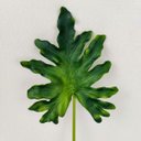 Ver imagem 3 de Guaimbê Mini Planta Artificial 44x16 Folhagem Haste