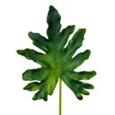 Ver imagem 1 de Guaimbê Mini Planta Artificial 44x16 Folhagem Haste