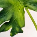 Ver imagem 5 de Guaimbê Mini Planta Artificial 44x16 Folhagem Haste