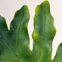 Ver imagem 4 de Guaimbê Mini Planta Artificial 44x16 Folhagem Haste