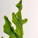 Ver imagem 7 de Guaimbê Mini Planta Artificial 44x16 Folhagem Haste