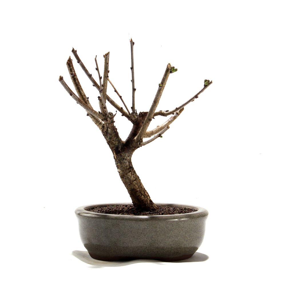 Bonsai Mini Sakurá 02 Anos - 2