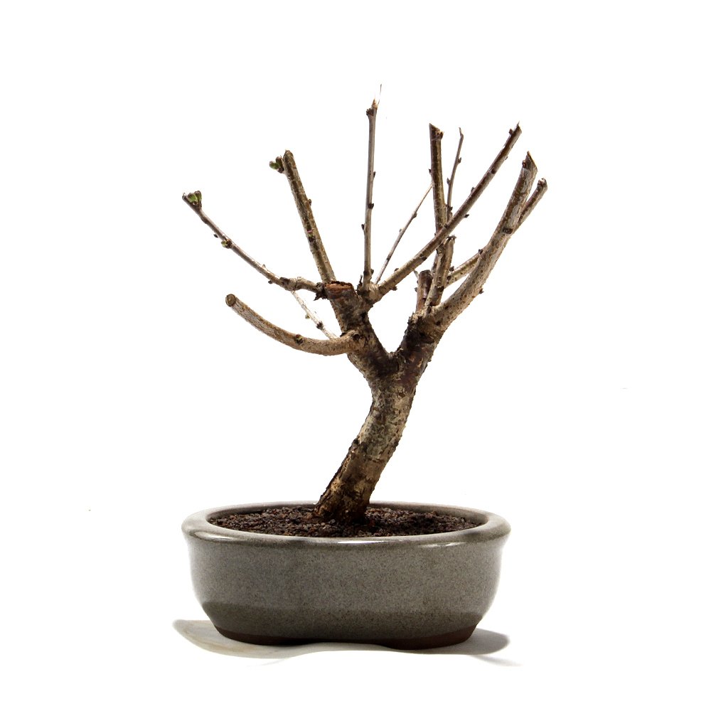 Bonsai Mini Sakurá 02 Anos