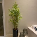 Ver imagem 2 de Árvore Artificial Bambu 7 Hastes 170cm Planta Permanente no Gesso
