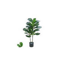 Ficus Lyrata Permanente - 1