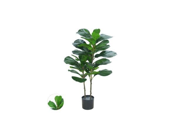 Ficus Lyrata Permanente - 1