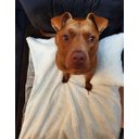 Ver imagem 6 de Cobertor Pelúcia Pet M 80x80:Rose Gold