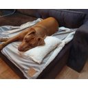 Ver imagem 4 de Cobertor Pelúcia Pet P 60x60:Avelã