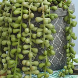 Arranjo de Planta Pendente Artificial no Vaso Cimento | Formosinha - 2